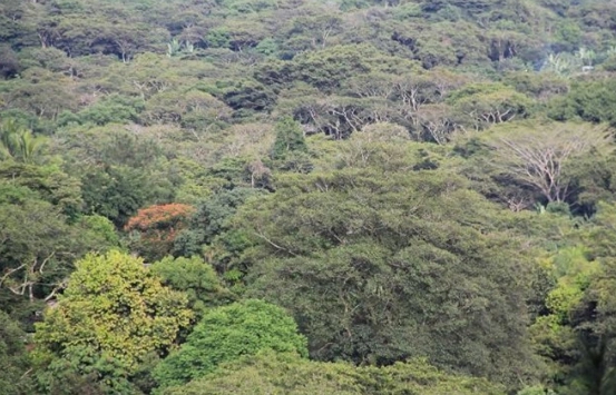 Règlement de l'UE sur la déforestation: la Commission européenne propose une prolongation de 12 mois de la période de mise en œuvre progressive pour soutenir la mise en œuvre mondiale