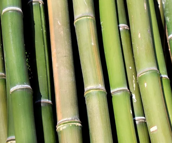 Caractéristiques de la fibre et avantages de la performance de la pulpe de bambou