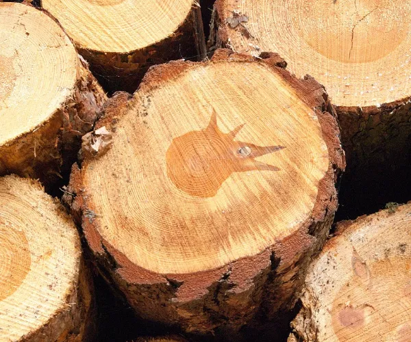 Propriétés de la fibre et performance du papier